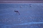 Salar